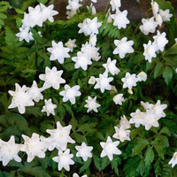 Anemone nemorosa 'Vestal'